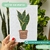 CUADRO SANSEVIERIA - comprar online