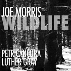 Joe Morris - Wild life - CD