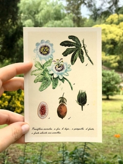 Postal botánica Passiflora caerulea