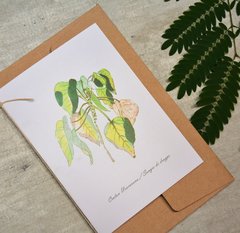 Postal botánica Croton urucurana - Sangre de drago