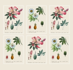 Combo 6 Postales - Passiflora y Ceiba Speciosa