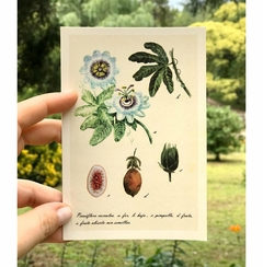 Postal botánica Passiflora caerulea