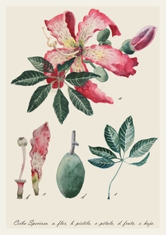 postal botánica Ceiba Speciosa en internet