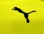 Camiseta Borussia Dortmund home 2023 en internet