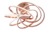 Plafon Moderno Espiral Led Rose Gold para para Quartos, Hall, Escritório e Lavabos - Sindora • DCX01233