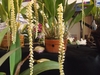 Dendrochilum cobbianum