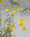 Dendrobium hancockii - comprar online