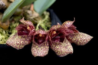 Bulbophyllum frostii