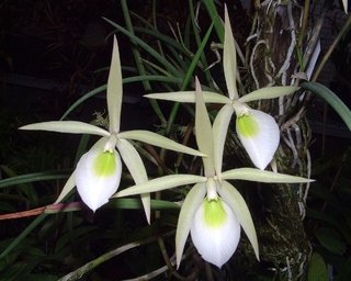 Brassavola perrini