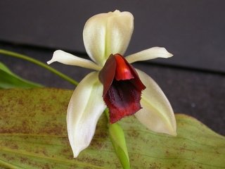 Coelogyne usitana - comprar online