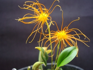 Bulbophyllum croceum - comprar online