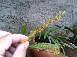 Pleurothallis alligatorifera - OrquideaShop