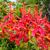 Renanthera coccinea - comprar online