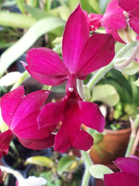 Calanthe vestita rubra - comprar online