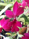 Calanthe vestita rubra - OrquideaShop