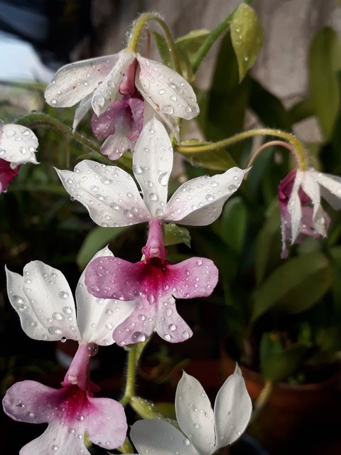 Calanthe vestita semi alba