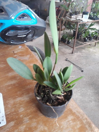 Acianthera saurocephala "Pleurothallis saurocephala" Adulta - OrquideaShop