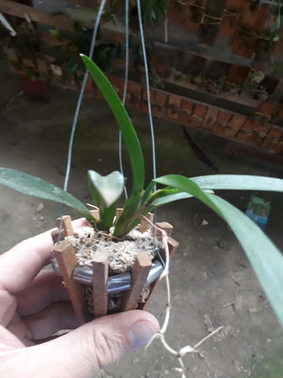 Rodriguezia venusta - OrquideaShop