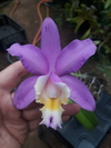 Cattleya harrisoniana