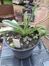 Paphiopedilum leeanum - OrquideaShop