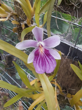 Miltonia sem identificação na internet