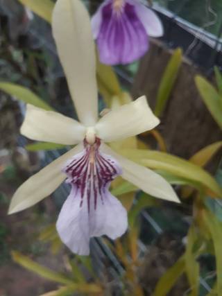 Miltonia sem identificação - OrquideaShop