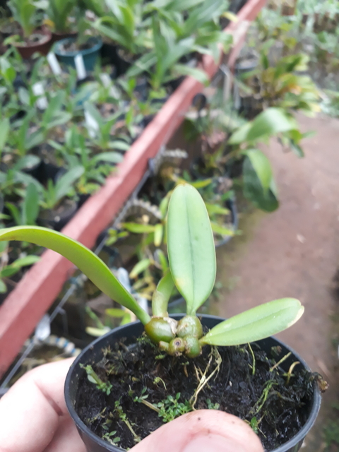 Bulbophyllum medusae - OrquideaShop