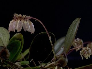 Bulbophyllum sikkimense - comprar online