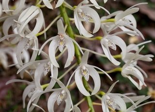 Dendrobium speciosum