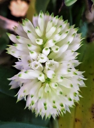 Dendrobium purpureum albo - comprar online