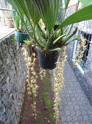 Coelogyne tomentosa - comprar online