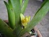 Maxillaria brasiliensis - comprar online