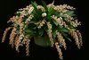 Dendrochilum cootesii