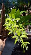 Coelogyne pandurata - comprar online