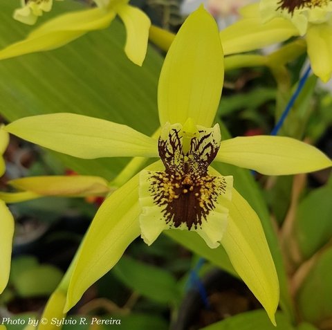 Coelogyne pandurata