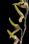 Pleurothallis alligatorifera na internet