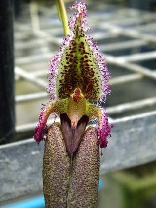 Bulbophyllum fascinator var corazonae - comprar online