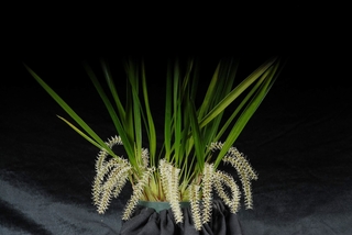 Dendrochilum yuccifolium