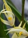 Maxillaria ochroleuca na internet