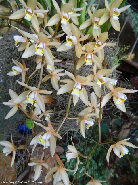 Coelogyne testacea