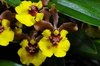 Oncidium croesus - comprar online