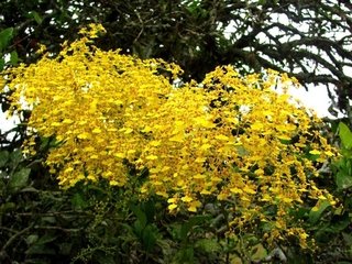 Oncidium Flexuosum (na madeira)