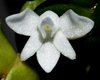 mystacidium distichum " Angraecum distichum" - comprar online