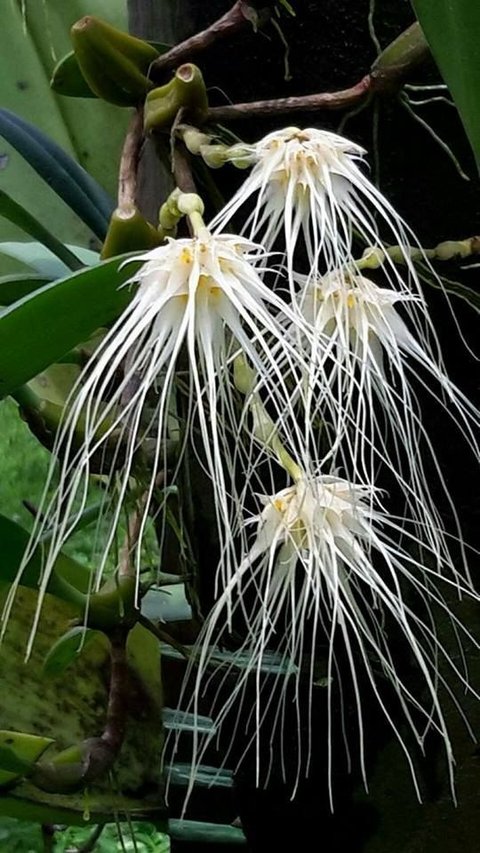 Bulbophyllum medusae