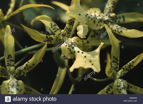 brassia verrucosa X oncidium