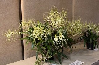 Brassia verrucosa