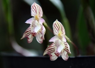 Bulbophyllum ambrosiae - comprar online