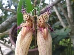 Bulbophyllum fascination - comprar online