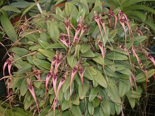 Bulbophyllum putidum