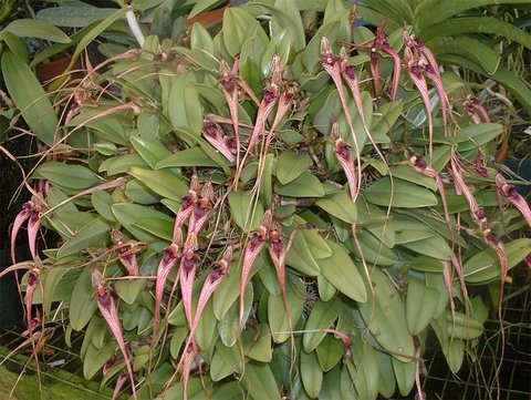 Bulbophyllum putidum